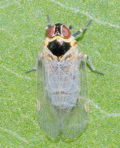Réf. 287 132 : Hyalesthes obsoletus